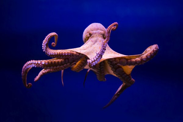 Kraken зеркала маркетплейс