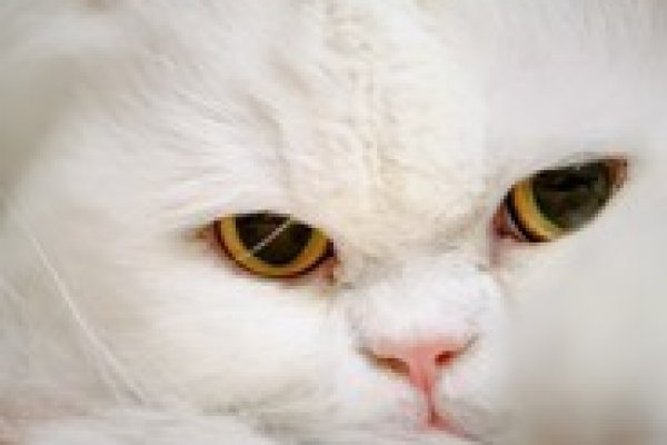 Пользователь не найден кракен